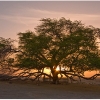 tree-of-life